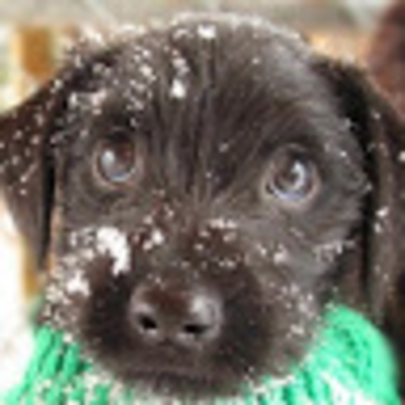 Meet your Posher, Robyn - Picture 1 of 1